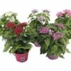 Sternblumen FloraSelf Pentas Lanceolata 'Graffiti'Ø 12 Cm Topf -Florasellf Geschaft DV 8 8643098 01 4c DE 20171010190022