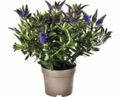 Strauchveronika FloraSelf Hebe-Cultivars 'Addenda' Ø 17 Cm Topf Zufällige Sortenauswahl 14 Strauchveronika FloraSelf Hebe-Cultivars 'Addenda' Ø 17 Cm Topf Zufällige Sortenauswahl -Florasellf Geschaft DV 8 8656580 20 4c DE 20180831051654