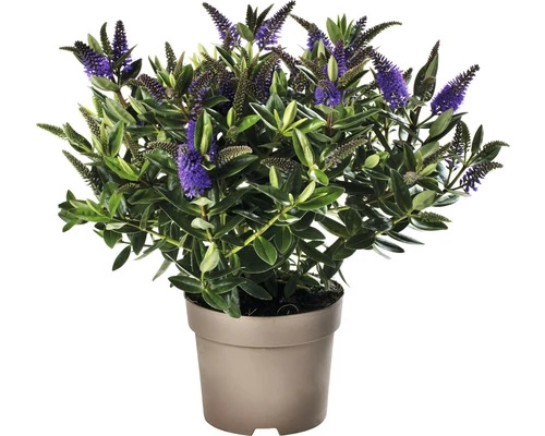 Strauchveronika FloraSelf Hebe-Cultivars 'Addenda' Ø 17 Cm Topf Zufällige Sortenauswahl 5 Strauchveronika FloraSelf Hebe-Cultivars 'Addenda' Ø 17 Cm Topf Zufällige Sortenauswahl – Bild 3