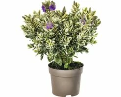 Strauchveronika FloraSelf Hebe-Cultivars 'Addenda' Ø 17 Cm Topf Zufällige Sortenauswahl 15 Strauchveronika FloraSelf Hebe-Cultivars 'Addenda' Ø 17 Cm Topf Zufällige Sortenauswahl -Florasellf Geschaft DV 8 8656580 23 4c DE 20180831051654