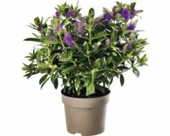 Strauchveronika FloraSelf Hebe-Cultivars 'Addenda' Ø 17 Cm Topf Zufällige Sortenauswahl 16 Strauchveronika FloraSelf Hebe-Cultivars 'Addenda' Ø 17 Cm Topf Zufällige Sortenauswahl -Florasellf Geschaft DV 8 8656580 24 4c DE 20180831051654