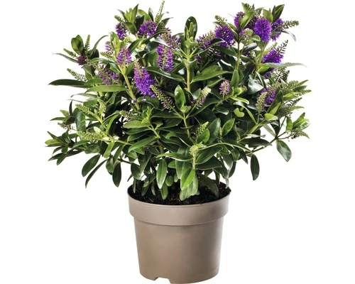 Strauchveronika FloraSelf Hebe-Cultivars 'Addenda' Ø 17 Cm Topf Zufällige Sortenauswahl 7 Strauchveronika FloraSelf Hebe-Cultivars 'Addenda' Ø 17 Cm Topf Zufällige Sortenauswahl – Bild 5