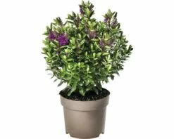Strauchveronika FloraSelf Hebe-Cultivars 'Addenda' Ø 17 Cm Topf Zufällige Sortenauswahl 17 Strauchveronika FloraSelf Hebe-Cultivars 'Addenda' Ø 17 Cm Topf Zufällige Sortenauswahl -Florasellf Geschaft DV 8 8656580 25 4c DE 20180831051654