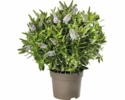 Strauchveronika FloraSelf Hebe-Cultivars 'Addenda' Ø 17 Cm Topf Zufällige Sortenauswahl 18 Strauchveronika FloraSelf Hebe-Cultivars 'Addenda' Ø 17 Cm Topf Zufällige Sortenauswahl -Florasellf Geschaft DV 8 8656580 26 4c DE 20180831051654