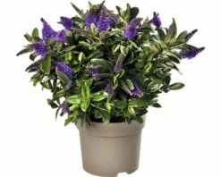 Strauchveronika FloraSelf Hebe-Cultivars 'Addenda' Ø 17 Cm Topf Zufällige Sortenauswahl 19 Strauchveronika FloraSelf Hebe-Cultivars 'Addenda' Ø 17 Cm Topf Zufällige Sortenauswahl -Florasellf Geschaft DV 8 8656580 27 4c DE 20180831051654