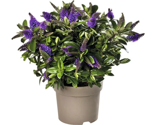 Strauchveronika FloraSelf Hebe-Cultivars 'Addenda' Ø 17 Cm Topf Zufällige Sortenauswahl 10 Strauchveronika FloraSelf Hebe-Cultivars 'Addenda' Ø 17 Cm Topf Zufällige Sortenauswahl – Bild 8