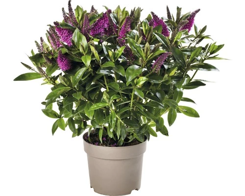 Strauchveronika FloraSelf Hebe-Cultivars 'Addenda' Ø 17 Cm Topf Zufällige Sortenauswahl 11 Strauchveronika FloraSelf Hebe-Cultivars 'Addenda' Ø 17 Cm Topf Zufällige Sortenauswahl – Bild 9