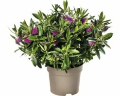 Strauchveronika FloraSelf Hebe-Cultivars 'Addenda' Ø 17 Cm Topf Zufällige Sortenauswahl 21 Strauchveronika FloraSelf Hebe-Cultivars 'Addenda' Ø 17 Cm Topf Zufällige Sortenauswahl -Florasellf Geschaft DV 8 8656580 29 4c DE 20180831051654