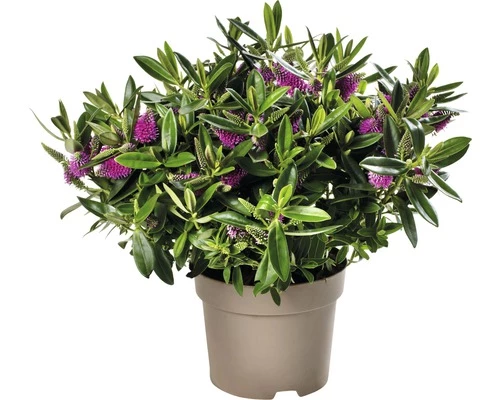 Strauchveronika FloraSelf Hebe-Cultivars 'Addenda' Ø 17 Cm Topf Zufällige Sortenauswahl 12 Strauchveronika FloraSelf Hebe-Cultivars 'Addenda' Ø 17 Cm Topf Zufällige Sortenauswahl – Bild 10