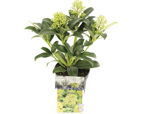 Japanische Blütenskimmie FloraSelf Skimmia Japonica 'Fragrant Cloud' H 15-20 Cm Co 0,5 L (5 Stk.) 3 Japanische Blütenskimmie FloraSelf Skimmia Japonica 'Fragrant Cloud' H 15-20 Cm Co 0,5 L (5 Stk.)
