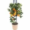 Orange FloraSelf Citrus Calamondin H 60-70 Cm Ø 19 Cm Topf