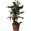 Snack-Tomate FloraSelf Lycopersicon Esculentum 'Candytree' Ø 14 Cm Topf 1 Snack-Tomate FloraSelf Lycopersicon Esculentum 'Candytree' Ø 14 Cm Topf -Florasellf Geschaft DV 8 8713257 01 4c DE 20170404101314