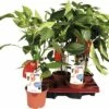 Snack-Paprika Rot FloraSelf FloraSelf Capsicum Annuum Ø 14 Cm Topf