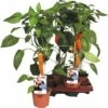 Snack-Paprika Orange FloraSelf FloraSelf Capsicum Annuum Ø 14 Cm Topf -Florasellf Geschaft DV 8 8713260 01 4c DE 20170404113050