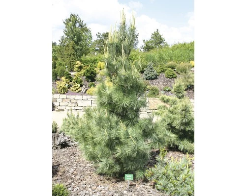 Tränen-Kiefer FloraSelf Pinus Wallichiana 'Densa Hill' H 80-100 Cm Co 10 L 4 Tränen-Kiefer FloraSelf Pinus Wallichiana 'Densa Hill' H 80-100 Cm Co 10 L – Bild 2