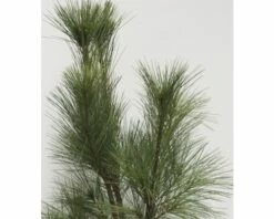 Tränen-Kiefer FloraSelf Pinus Wallichiana 'Densa Hill' H 80-100 Cm Co 10 L 9 Tränen-Kiefer FloraSelf Pinus Wallichiana 'Densa Hill' H 80-100 Cm Co 10 L -Florasellf Geschaft DV 8 8741202 03 4c DE 20200311072420
