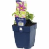 Küchenschelle Blau FloraSelf Pulstilla Vulgaris H 5-20 Cm Co 0,5 L (6 Stk.) -Florasellf Geschaft DV 8 8745188 01 4c DE 20220316164659