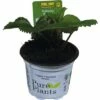 Erdbeere FloraSelf Fragaria X Ananassa 'Rumba' Ø 9 Cm Topf 2 Erdbeere FloraSelf Fragaria X Ananassa 'Rumba' Ø 9 Cm Topf -Florasellf Geschaft DV 8 8760493 01 4c DE 20180309211554