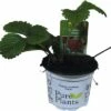 Erdbeere FloraSelf Fragaria X Ananassa 'Sonata' Ø 9 Cm Topf -Florasellf Geschaft DV 8 8760494 01 4c DE 20180309212052