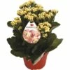 Flammendes Käthchen Gelb FloraSelf Kalanchoe Blosfeldiana Gardenlina™ Ø 12 Cm Topf