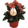 Flammendes Käthchen Orange FloraSelf Kalanchoe Blosfeldiana Gardenlina™ Ø 12 Cm Topf