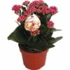 Flammendes Käthchen Violett FloraSelf Kalanchoe Blosfeldiana Gardenlina™ Ø 12 Cm Topf 1 Flammendes Käthchen Violett FloraSelf Kalanchoe Blosfeldiana Gardenlina™ Ø 12 Cm Topf -Florasellf Geschaft DV 8 8766356 01 4c NL 20161004235035
