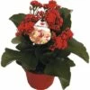 Flammendes Käthchen Rot FloraSelf Kalanchoe Blosfeldiana Gardenlina™ Ø 12 Cm Topf 1 Flammendes Käthchen Rot FloraSelf Kalanchoe Blosfeldiana Gardenlina™ Ø 12 Cm Topf -Florasellf Geschaft DV 8 8766357 01 4c NL 20161004234701