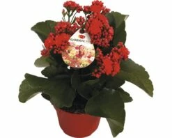 Flammendes Käthchen Rot FloraSelf Kalanchoe Blosfeldiana Gardenlina™ Ø 12 Cm Topf