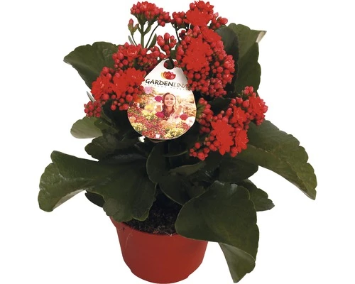 Flammendes Käthchen Rot FloraSelf Kalanchoe Blosfeldiana Gardenlina™ Ø 12 Cm Topf 3 Flammendes Käthchen Rot FloraSelf Kalanchoe Blosfeldiana Gardenlina™ Ø 12 Cm Topf