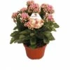 Flammendes Käthchen Rosa FloraSelf Kalanchoe Blosfeldiana Gardenlina™ Ø 12 Cm Topf