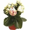 Flammendes Käthchen Weiß FloraSelf Kalanchoe Blosfeldiana Gardenlina™ Ø 12 Cm Topf -Florasellf Geschaft DV 8 8766359 01 4c NL 20161004235302