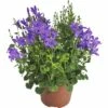 Glockenblume FloraSelf Campanula Portenschlagiana 'Dark Take Blue' Ø 12 Cm Topf -Florasellf Geschaft DV 8 8784541 01 4c DE 20180307181552
