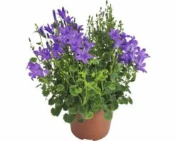Glockenblume FloraSelf Campanula Portenschlagiana 'Dark Take Blue' Ø 12 Cm Topf