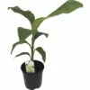 Zierbanane FloraSelf Musa Basjoo H 25-30 Cm Ø 17 Cm Topf