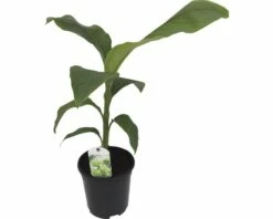 Zierbanane FloraSelf Musa Basjoo H 25-30 Cm Ø 17 Cm Topf