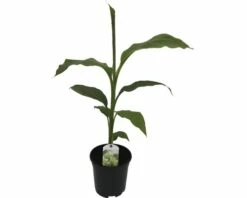 Zierbanane FloraSelf Musa Basjoo H 25-30 Cm Ø 17 Cm Topf -Florasellf Geschaft DV 8 8806090 05 4c DE 20180307182121