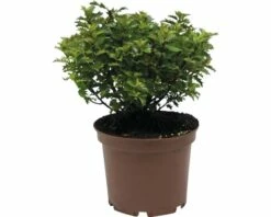 Stechpalme FloraSelf Ilex Meserveae 'Little Rascal' H 25-30 Cm