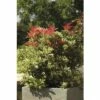 Lavendelheide FloraSElf Pieris Japonica 'Carnaval' H 40-50 Cm Co 6 L -Florasellf Geschaft DV 8 8844812 01 4c DE 20191020014436