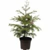 Urweltmammutbaum FloraSelf Metasequoia Glyptostroboides 'Chubby' H 40-60 Cm Co 5 L 1 Urweltmammutbaum FloraSelf Metasequoia Glyptostroboides 'Chubby' H 40-60 Cm Co 5 L -Florasellf Geschaft DV 8 8875641 01 4c DE 20151105174315