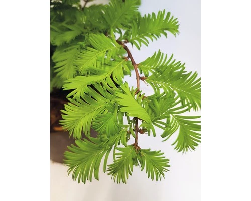 Urweltmammutbaum FloraSelf Metasequoia Glyptostroboides 'Chubby' H 40-60 Cm Co 5 L 4 Urweltmammutbaum FloraSelf Metasequoia Glyptostroboides 'Chubby' H 40-60 Cm Co 5 L – Bild 2