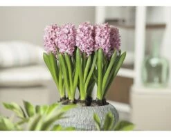 Hyazinthe FloraSelf Hyacinthus Orientalis 'Pink Pearl' Ø 9 Cm Topf -Florasellf Geschaft DV 8 8875844 01 4c DE 20160920094431