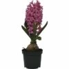 Hyazinthe FloraSelf Hyacinthus Orientalis 'Pink Pearl' Ø 9 Cm Topf -Florasellf Geschaft DV 8 8875844 02 4c DE 20181213171755