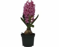 Hyazinthe FloraSelf Hyacinthus Orientalis 'Pink Pearl' Ø 9 Cm Topf