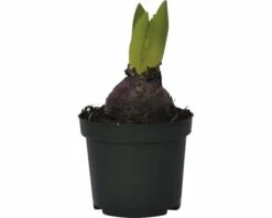 Hyazinthe FloraSelf Hyacinthus Orientalis 'Pink Pearl' Ø 9 Cm Topf -Florasellf Geschaft DV 8 8875844 03 4c DE 20181213171755