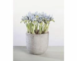 Netzblatt-Iris FloraSelf Iris Retuculata 'Katharina Hotchkin' Ø 9 Cm Topf