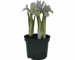 Netzblatt-Iris FloraSelf Iris Retuculata 'Katharina Hotchkin' Ø 9 Cm Topf -Florasellf Geschaft DV 8 8875847 03 4c DE 20170309111634
