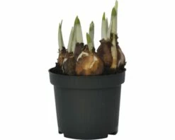 Narzisse, Osterglocke FloraSelf Narcissus Pseudonarcissus 'Minnow' Ø 9 Cm Topf 9 Narzisse, Osterglocke FloraSelf Narcissus Pseudonarcissus 'Minnow' Ø 9 Cm Topf -Florasellf Geschaft DV 8 8875851 01 4c DE 20181214094653