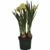 Narzisse, Osterglocke FloraSelf Narcissus Pseudonarcissus 'Minnow' Ø 9 Cm Topf -Florasellf Geschaft DV 8 8875851 02 4c DE 20181214094653