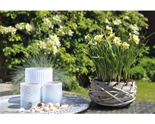 Narzisse, Osterglocke FloraSelf Narcissus Pseudonarcissus 'Minnow' Ø 9 Cm Topf 4 Narzisse, Osterglocke FloraSelf Narcissus Pseudonarcissus 'Minnow' Ø 9 Cm Topf – Bild 2