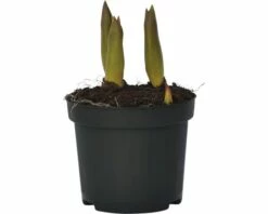 Tulpe FloraSelf Tulipa X Hybride 'Orange Princess' Ø 9 Cm Topf 8 Tulpe FloraSelf Tulipa X Hybride 'Orange Princess' Ø 9 Cm Topf -Florasellf Geschaft DV 8 8875855 01 4c DE 20160920164853